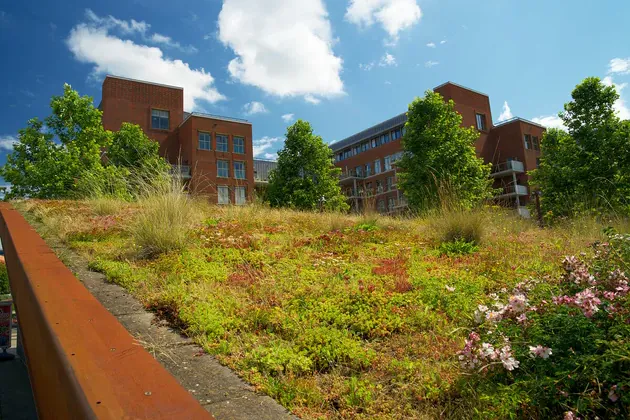 Klimaatbestendige tuin door Stevaro Hoveniers